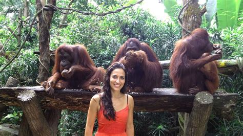 singapore zoo breakfast with orangutans time